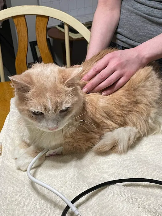 Companion Animal Veterinary Services, Inc. Picture 4