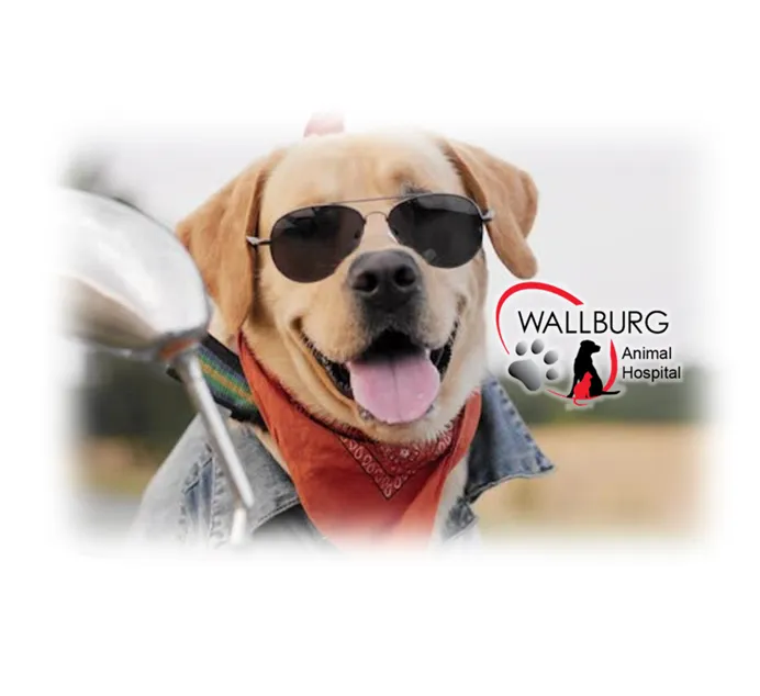Wallburg Animal Hospital Picture 2