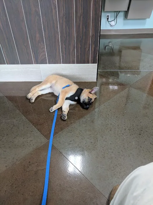 Wallburg Animal Hospital Picture 7