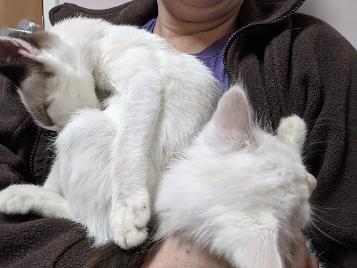 Wallburg Animal Hospital Picture 9