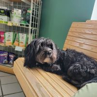Community Animal Hospital ico