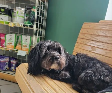 Community Animal Hospital