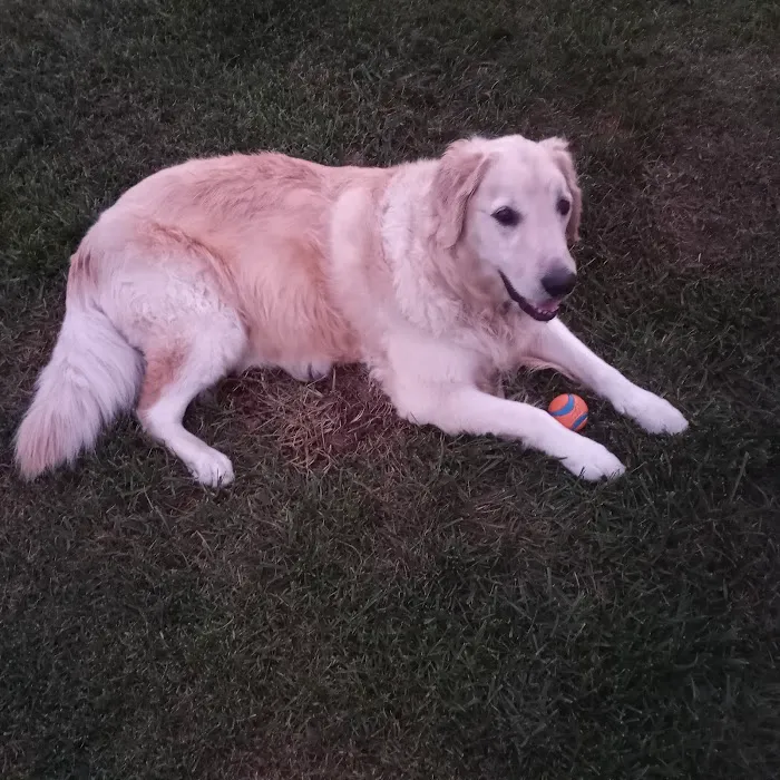 Community Animal Hospital Picture 7