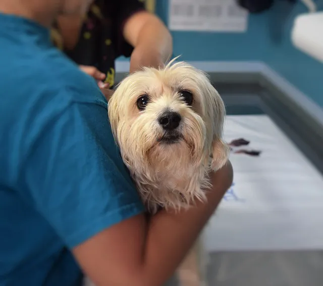 Durham Animal Hospital Picture 9