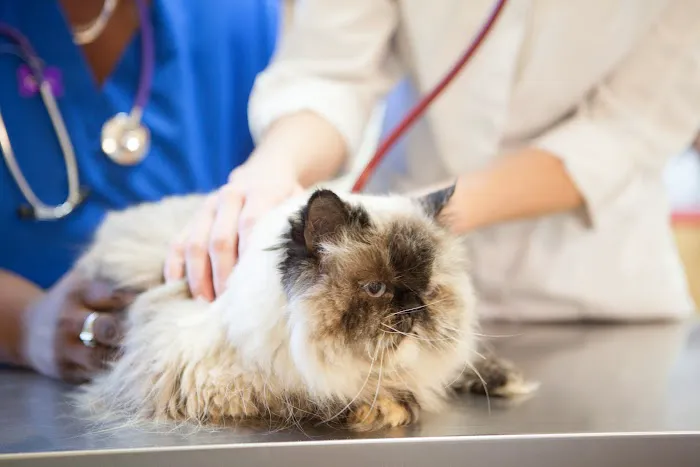 Durham Animal Hospital Picture 4