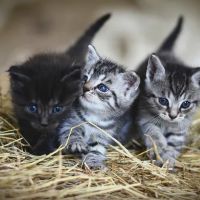 Durham Animal Hospital ico