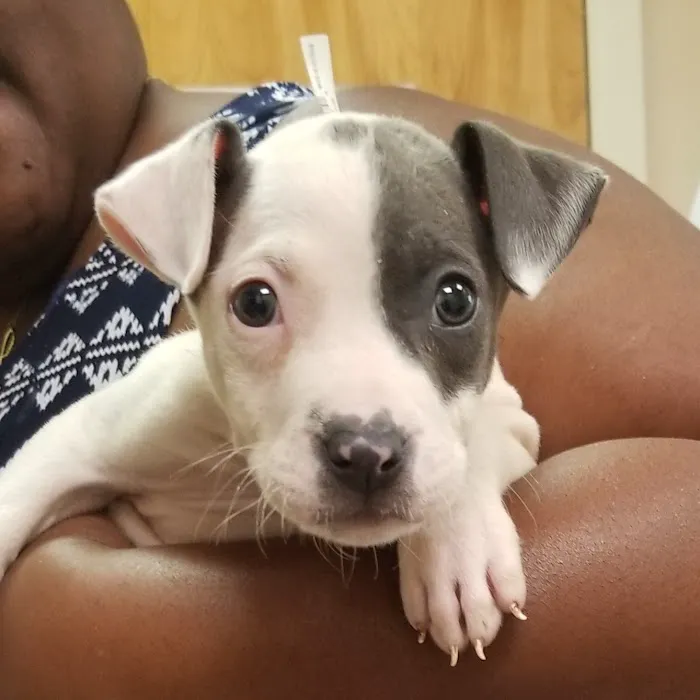 Durham Animal Hospital Picture 6