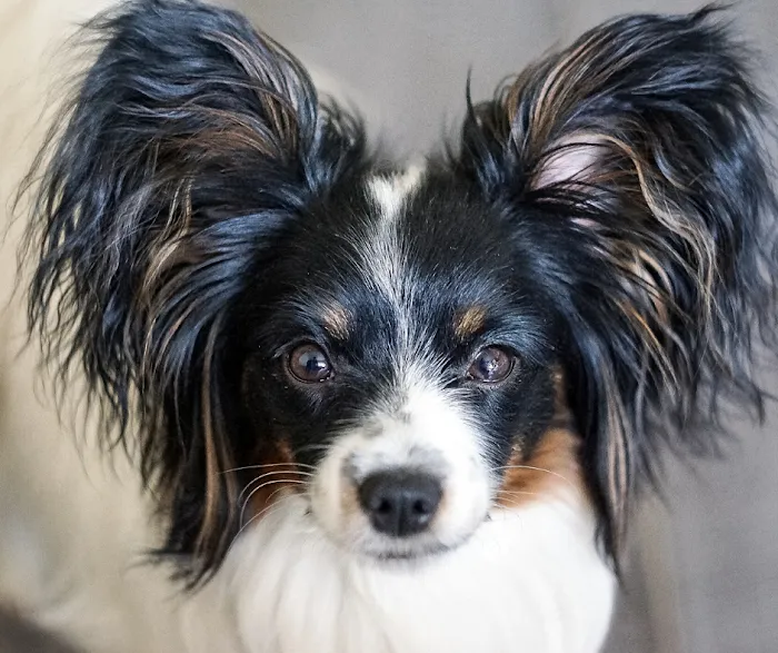 Durham Animal Hospital Picture 10