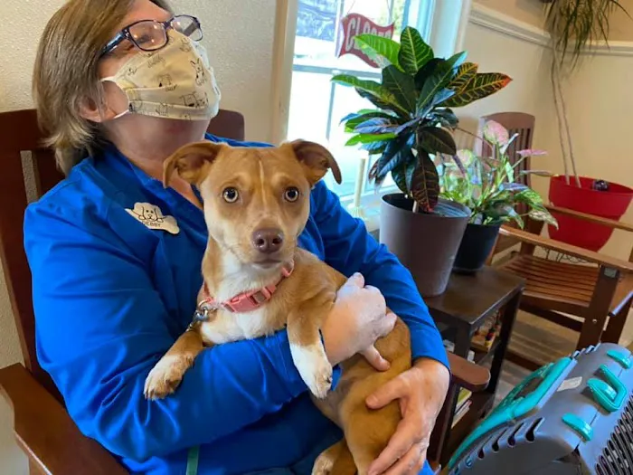 Durham Animal Hospital Picture 3