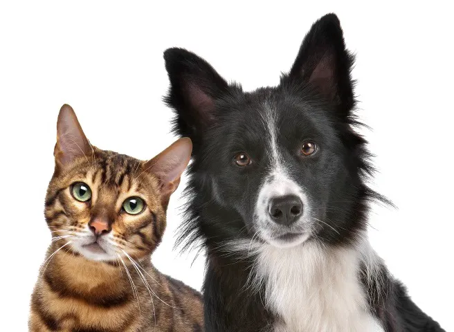 Local Mobile Veterinary Service Picture 3