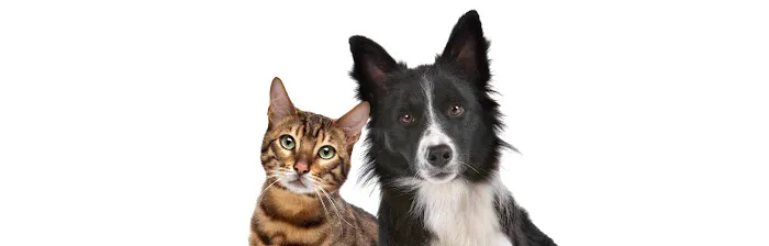 Local Mobile Veterinary Service Picture 2