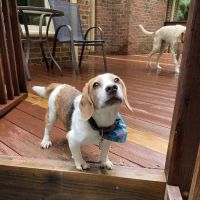 Carver Street Animal Hospital ico