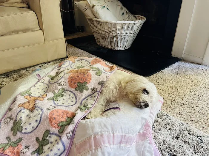 Carver Street Animal Hospital Picture 7