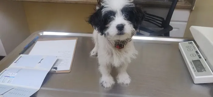 St. Francis Animal Hospital of Durham Picture 7