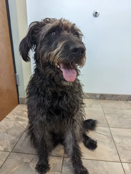 Willow Oak Veterinary Hospital - Mark Cagle DVM Picture 4
