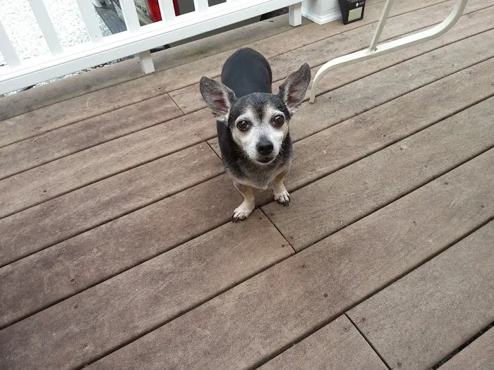 Southeast Community Animal Hospital Picture 8