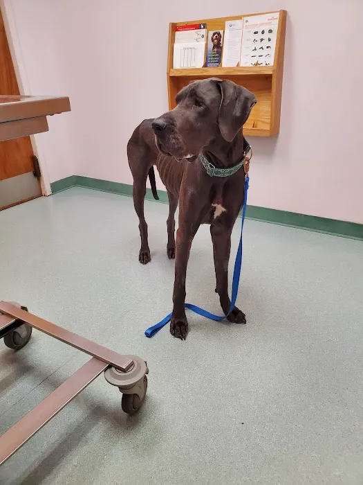 Southeast Community Animal Hospital Picture 4