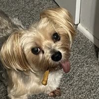 Southeast Community Animal Hospital ico