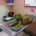 Southwoods Animal Hospital