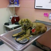 Southwoods Animal Hospital ico