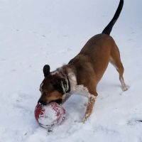 Lake Anna Veterinary Hospital ico
