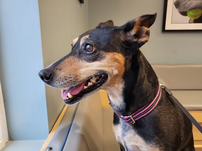 Lake Anna Veterinary Hospital Picture 3