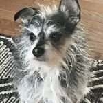 Lakewood Animal Hospital