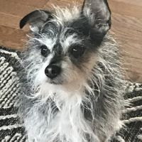 Lakewood Animal Hospital ico