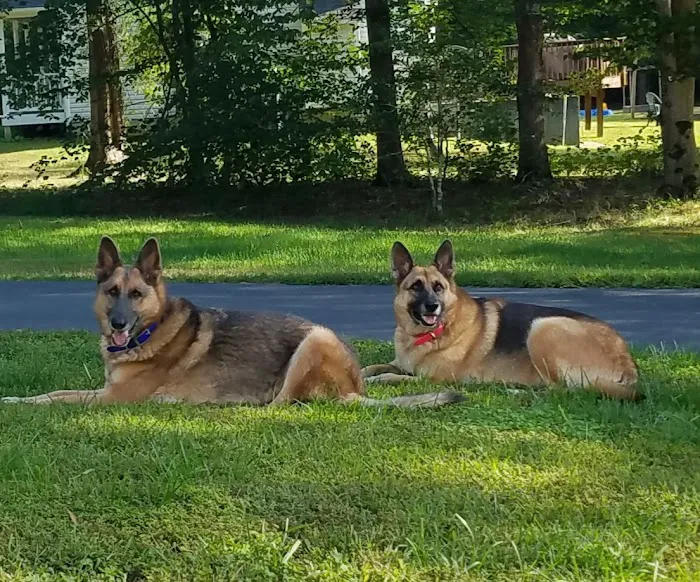 Lakewood Animal Hospital Picture 7