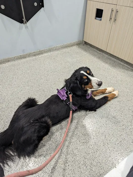 Paradocs Animal Hospital Picture 5