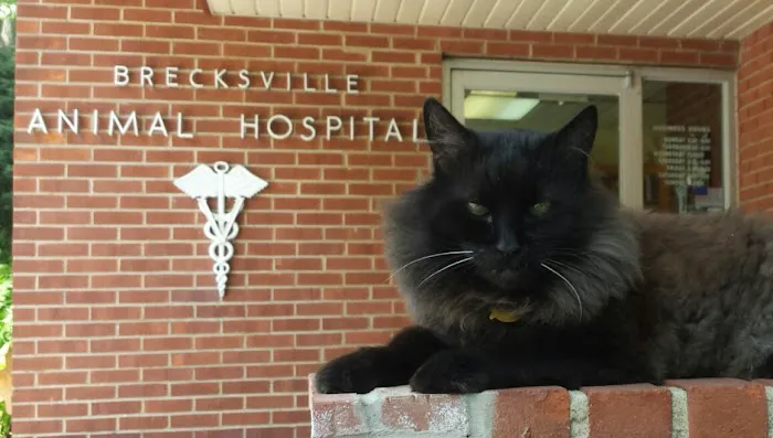 Brecksville Animal Hospital Picture 2