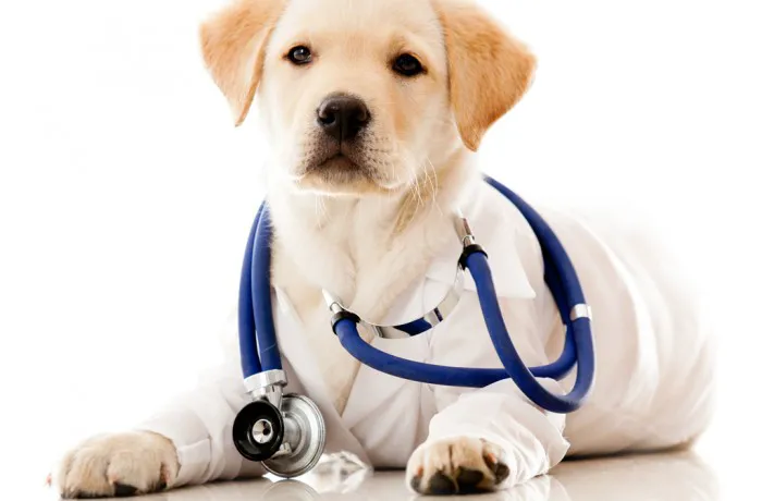 Brecksville Animal Hospital Picture 1