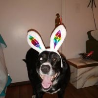 Family Pet Clinic: Slezak Terri J DVM ico