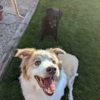 The Family Pet Clinic ico