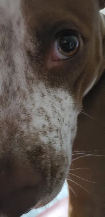 Cloverleaf Animal Hospital: Wright Fred J DVM Picture 3