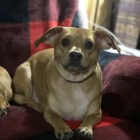 Allen Pet Clinic Ltd ico