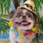 Muskingum Valley Vet Services