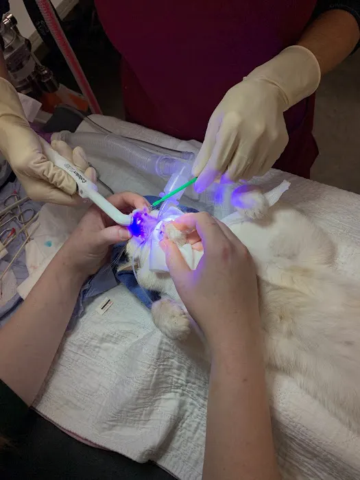 Gandolf Veterinary Surgery Picture 2