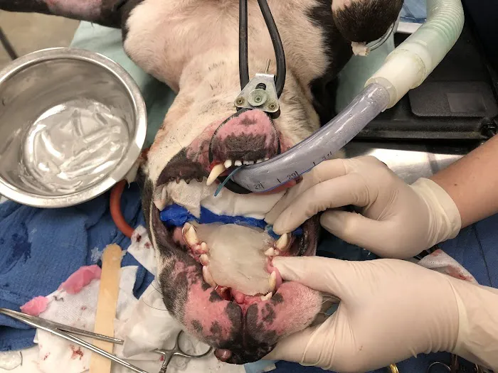 Gandolf Veterinary Surgery Picture 4
