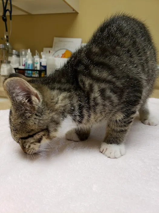 Countryside Animal Clinic Picture 1