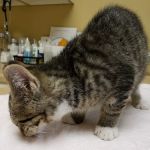 Countryside Animal Clinic