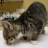 Countryside Animal Clinic ico