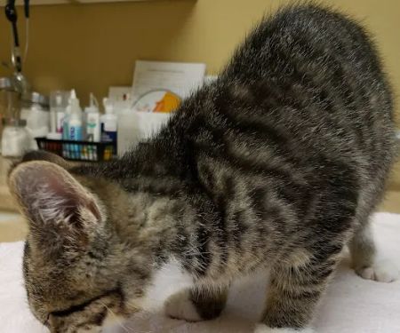 Countryside Animal Clinic