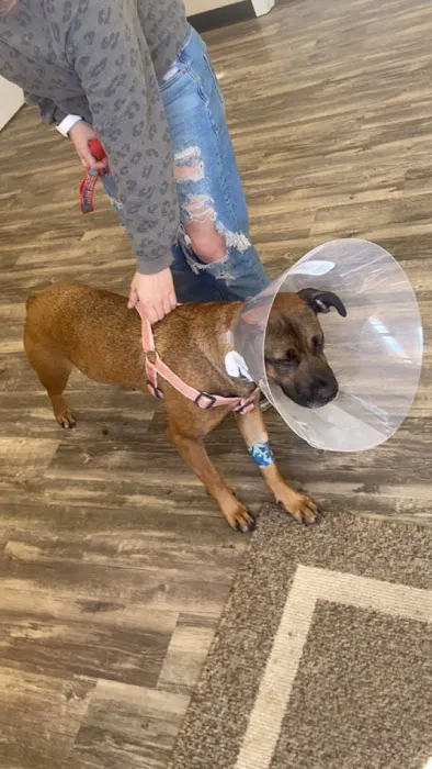 Ohio Valley Animal Clinic of Athens Picture 1