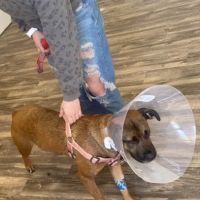 Ohio Valley Animal Clinic of Athens ico