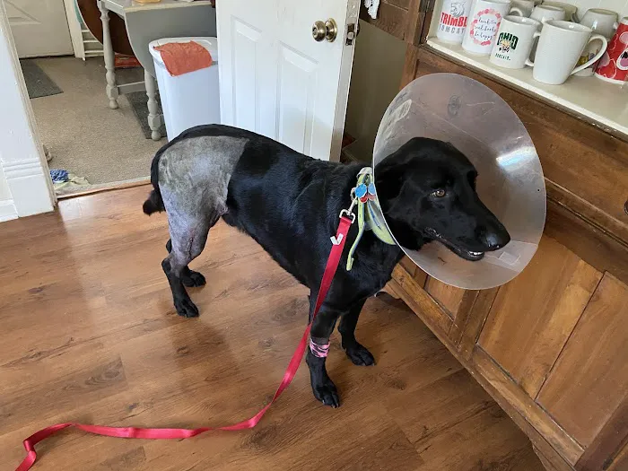 Ohio Valley Animal Clinic of Athens Picture 8