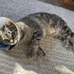 Athens Veterinary Clinic