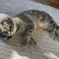 Athens Veterinary Clinic ico