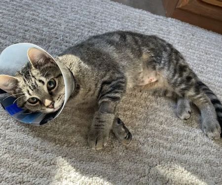 Athens Veterinary Clinic