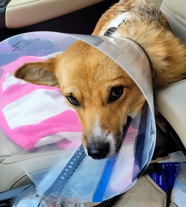 Athens Veterinary Clinic Picture 3